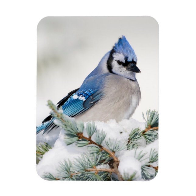 Blue Jay in Blue Atlas Cedar Magnet (Vertikal)