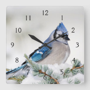 Blue Jay in Blue Atlas Cedar Quadratische Wanduhr