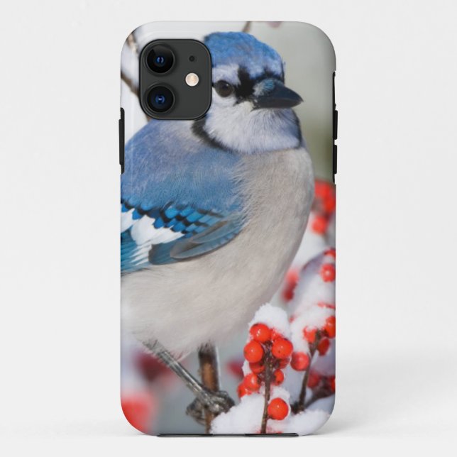 Blue Jay in Common Winterberry Case-Mate iPhone Hülle (Rückseite)