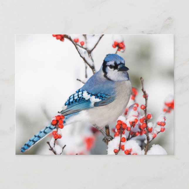 Blue Jay in Common Winterberry Postkarte (Vorderseite)