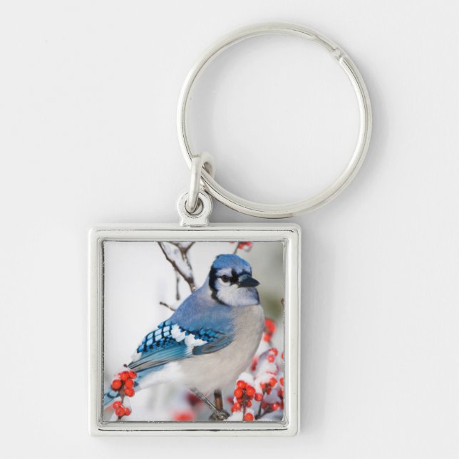 Blue Jay in Common Winterberry Schlüsselanhänger (Vorne)