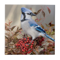 Blue Jay in Nandina Himmlisch Bamboo