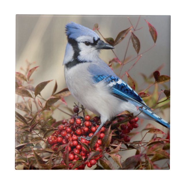 Blue Jay in Nandina Himmlisch Bamboo Fliese (Vorderseite)