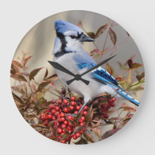 Blue Jay in Nandina Himmlisch Bamboo Große Wanduhr