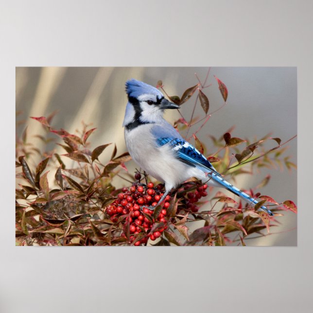 Blue Jay in Nandina Himmlisch Bamboo Poster (Vorne)