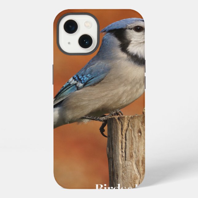 Blue Jay iPhone Hülle (Rückseite)