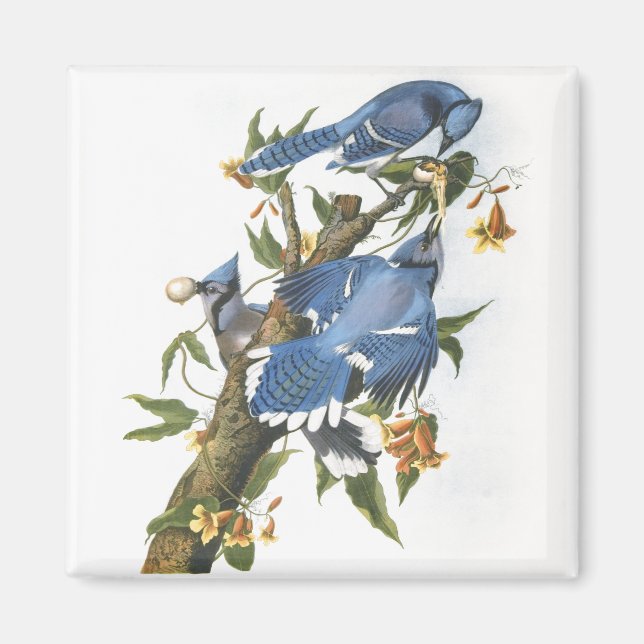 Blue Jay, John James Audubon Magnet (Vorne)
