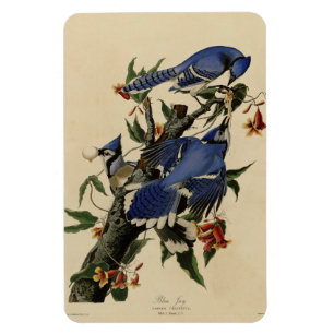Blue Jay - John James Audubons Vögel in Amerika Magnet