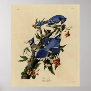 Blue Jay - John James Audubons Vögel in Amerika Poster