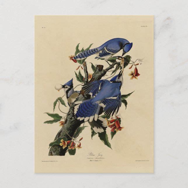 Blue Jay - John James Audubons Vögel in Amerika Postkarte (Vorderseite)