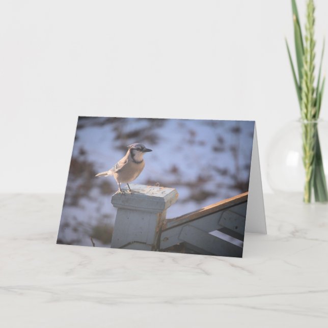 Blue Jay Karte (Vorderseite)