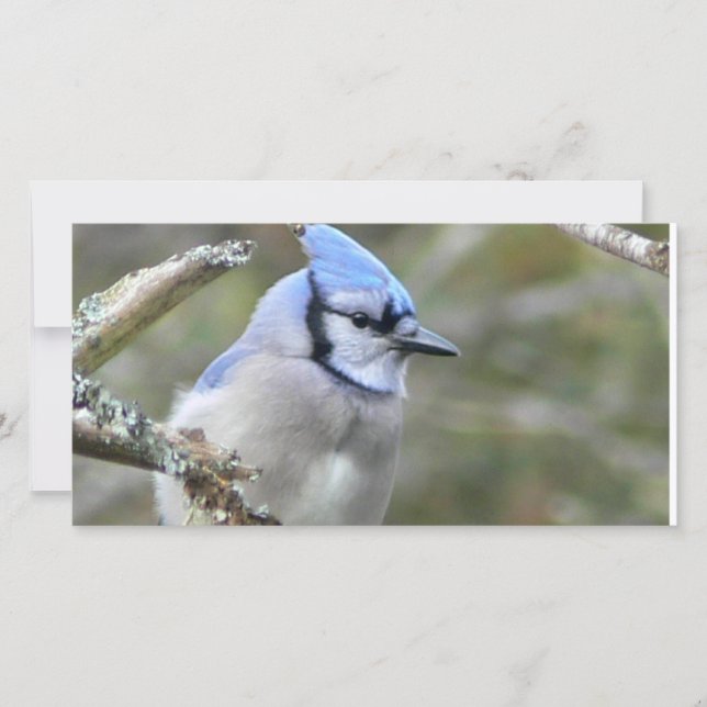 Blue Jay Looking (Vorderseite)