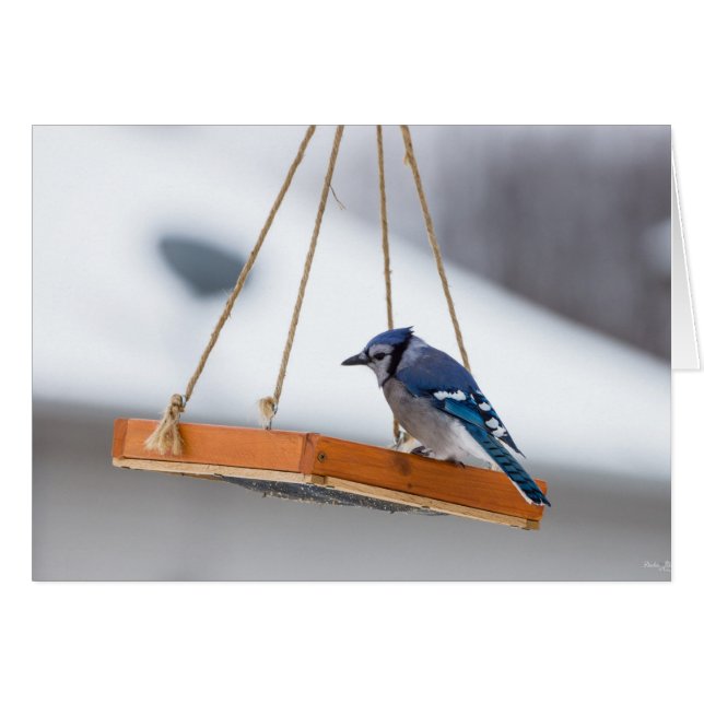 Blue Jay Lunch (Vorderseite (Horizontal))