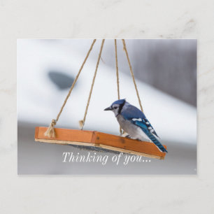 Blue Jay Lunch Postkarte