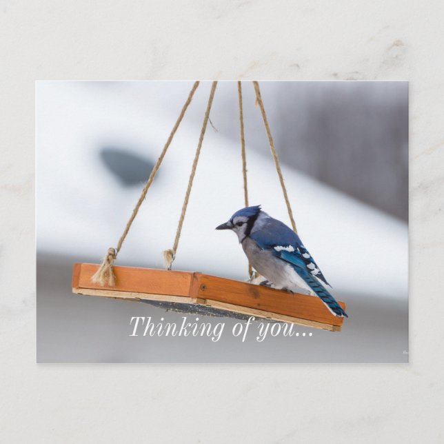 Blue Jay Lunch Postkarte (Vorderseite)