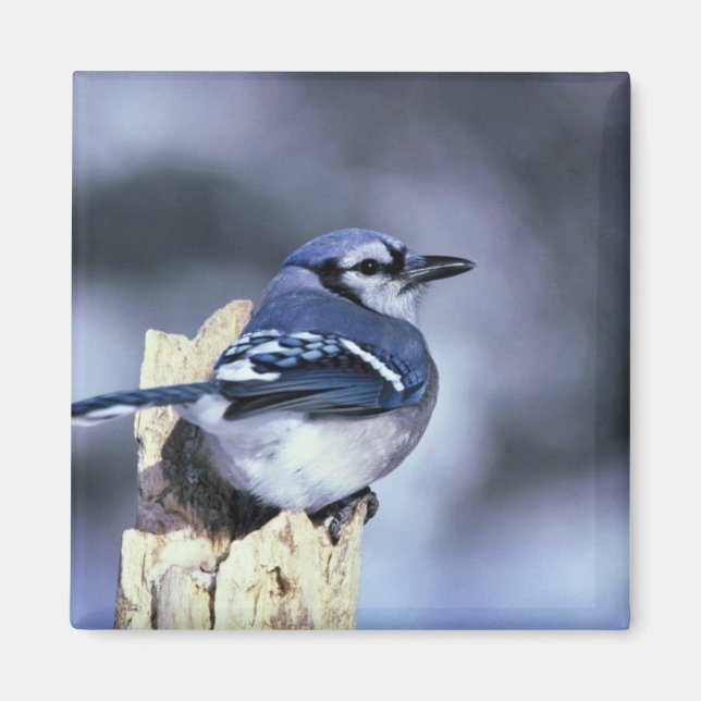 Blue Jay Magnet (Vorne)