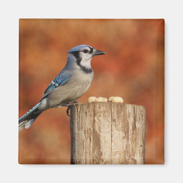 Blue Jay Magnet (Vorne)
