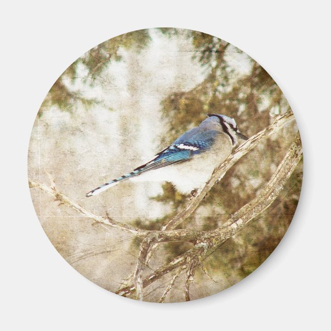 Blue Jay Magnet (Vorne)