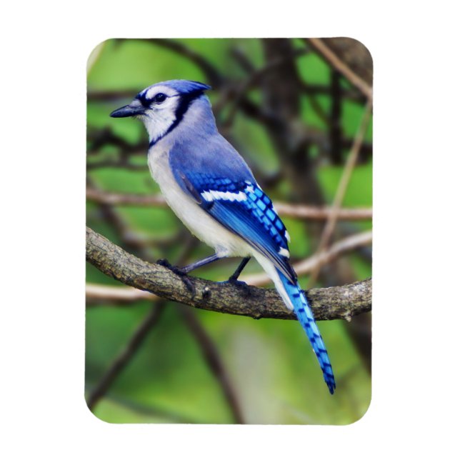 Blue Jay Magnet (Vertikal)