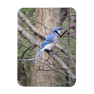 Blue Jay Magnet