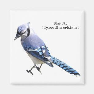 Blue Jay Magnet