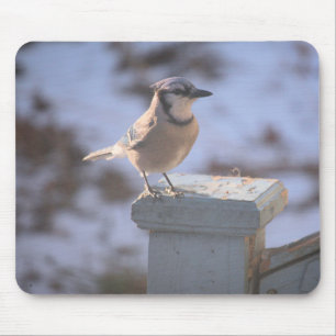 Blue Jay Mousepad