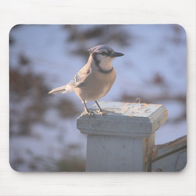 Blue Jay Mousepad (Vorne)