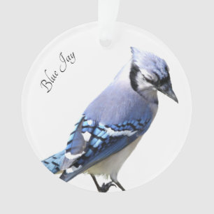 Blue Jay Ornament