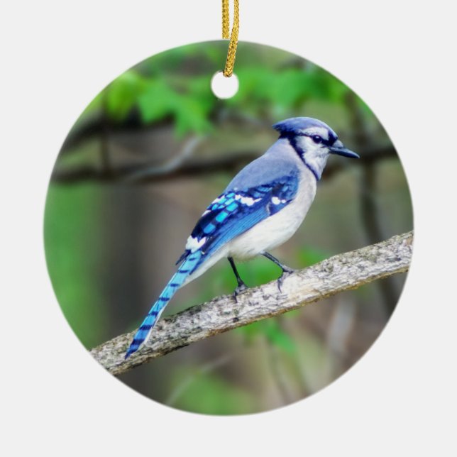 Blue Jay Ornament (Vorne)