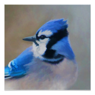 Blue Jay Painting - Original Bird Art Poster