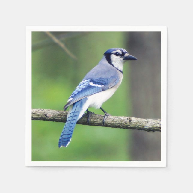 Blue Jay Paper Napkin Serviette (Vorderseite)