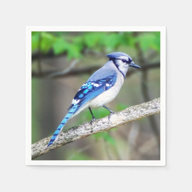 Blue Jay Paper Napkin Serviette (Vorderseite)