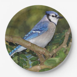 Blue Jay Paper Teller
