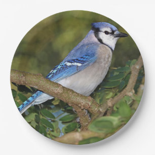 Blue Jay Paper Teller