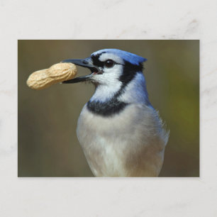 Blue Jay Peanut Postkarte