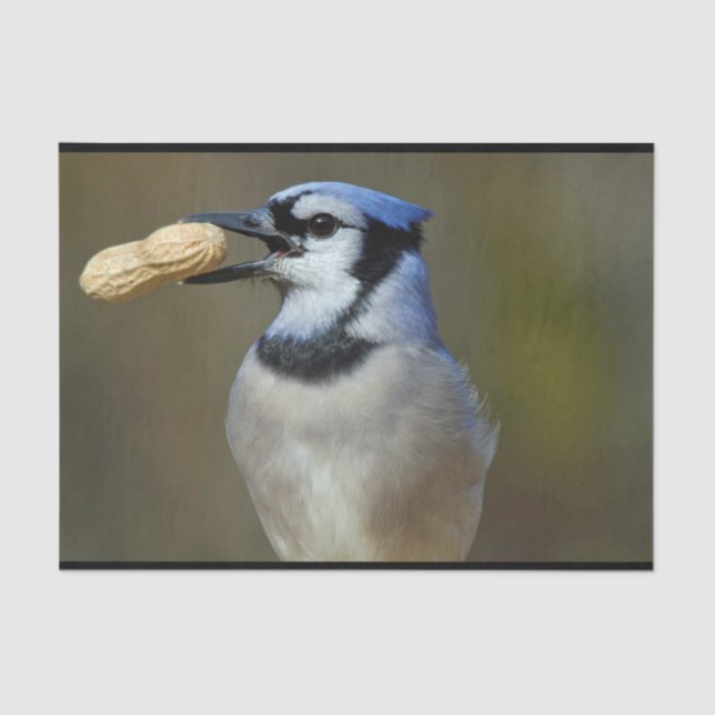 Blue Jay Peanut Seidenpapier (Vorderseite)