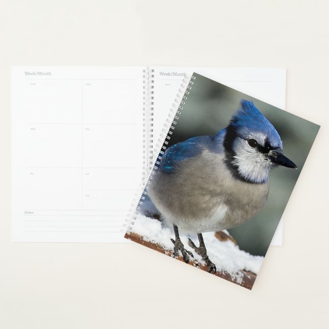 Blue Jay Planer (Anzeige)