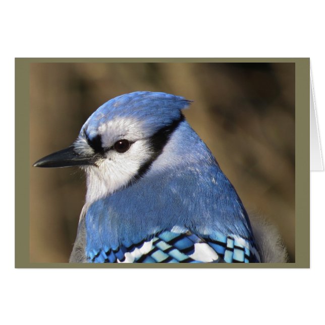 Blue Jay Portrait (Vorderseite (Horizontal))
