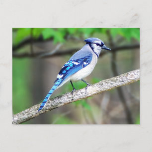 Blue Jay Postcard Postkarte