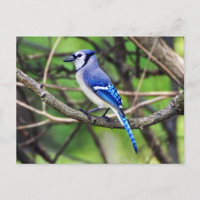 Blue Jay Postcard Postkarte (Vorderseite)