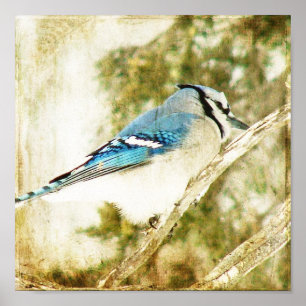 Blue Jay Poster