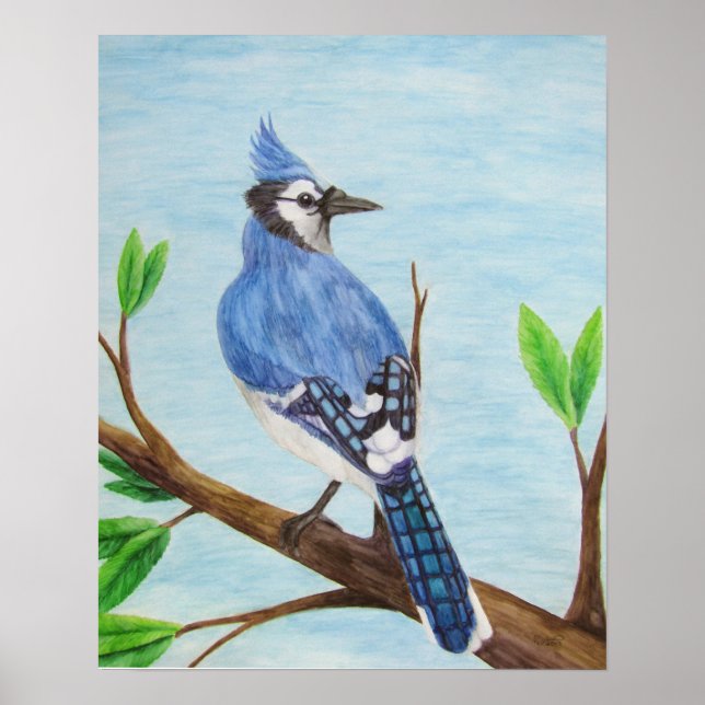 Blue Jay Poster (Vorne)