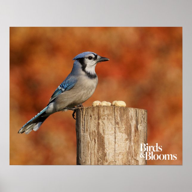 Blue Jay Poster (Vorne)