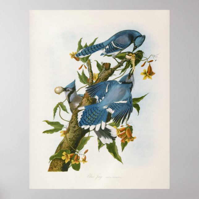 Blue Jay Poster (Vorne)