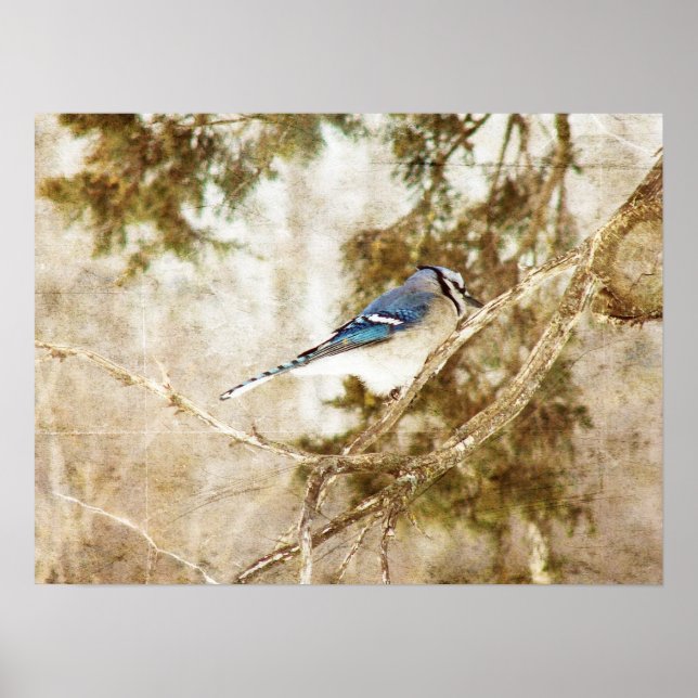 Blue Jay Poster (Vorne)