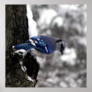 Blue Jay Poster / Print