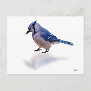 Blue Jay Postkarte