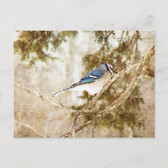 Blue Jay Postkarte (Vorderseite)