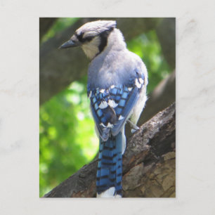 Blue Jay Postkarte