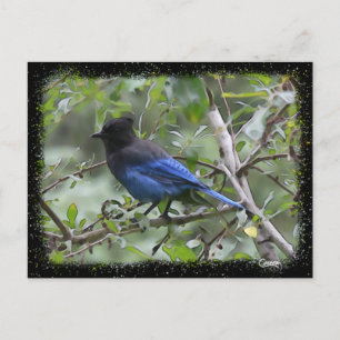 Blue Jay - Postkarte